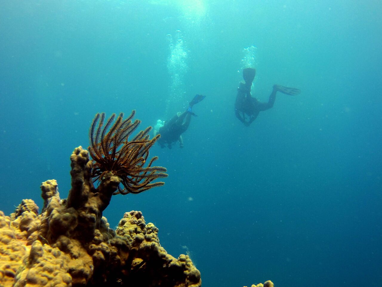 Дайвинг и снорклинг