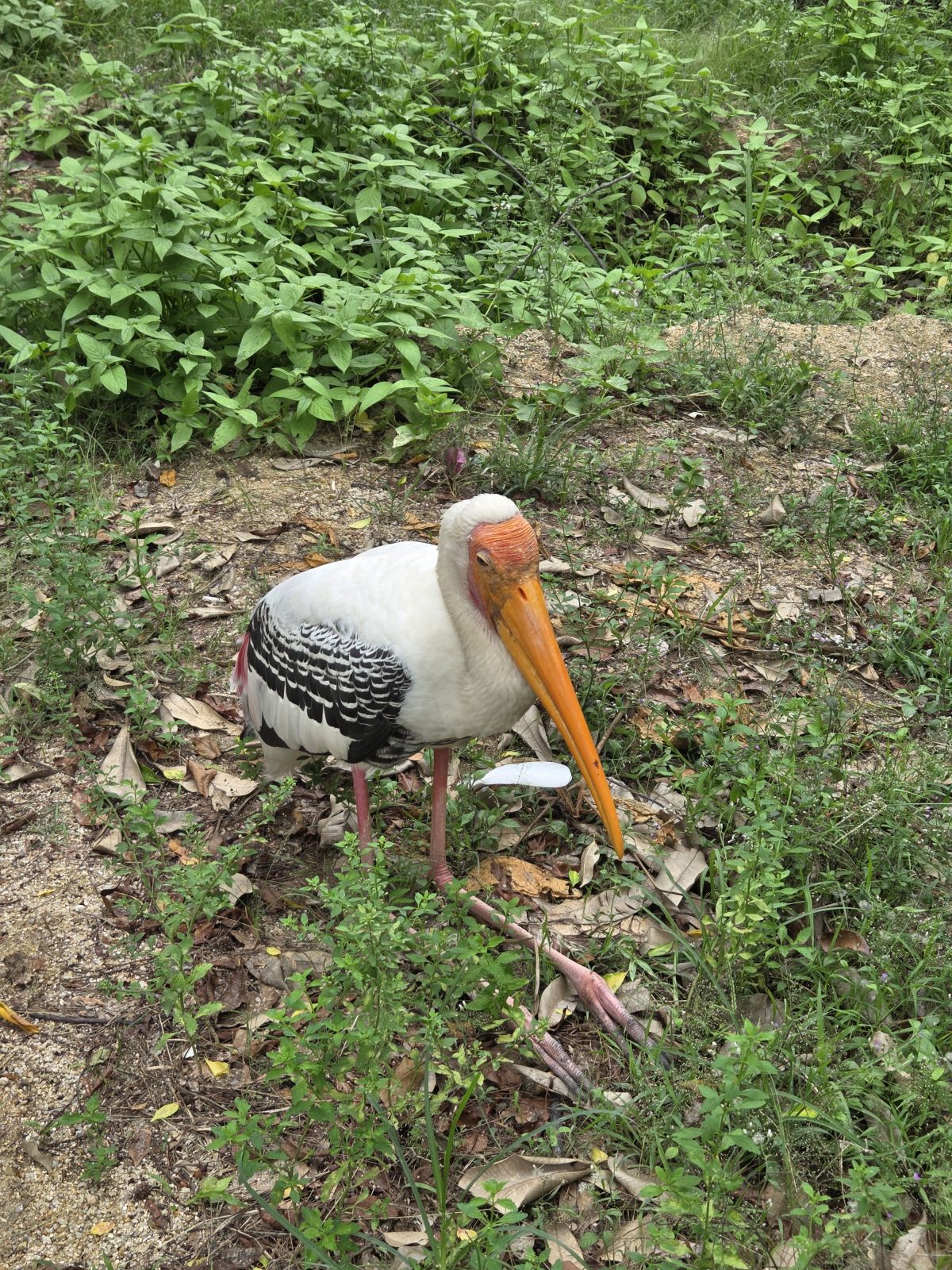 北部群岛