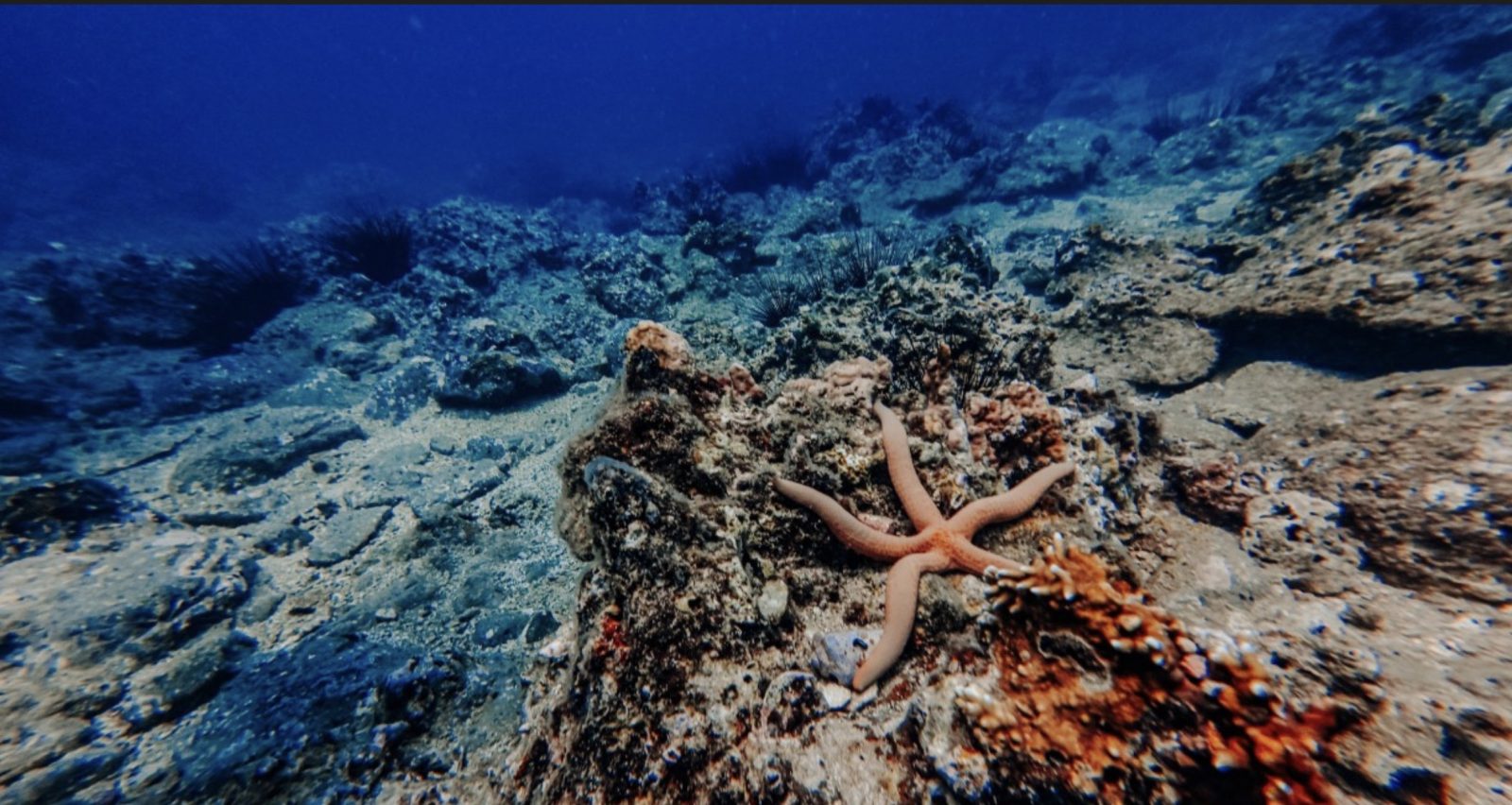 Diving and snorkeling