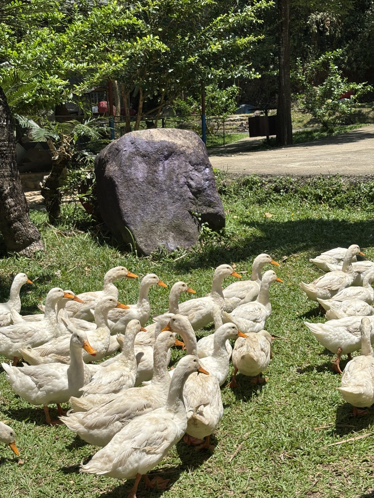 Yangbei Park