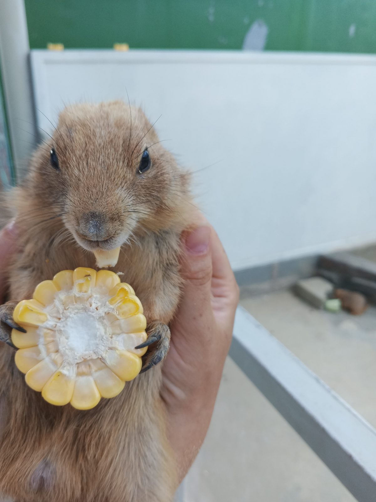 카피바라와 함께하는 판랑