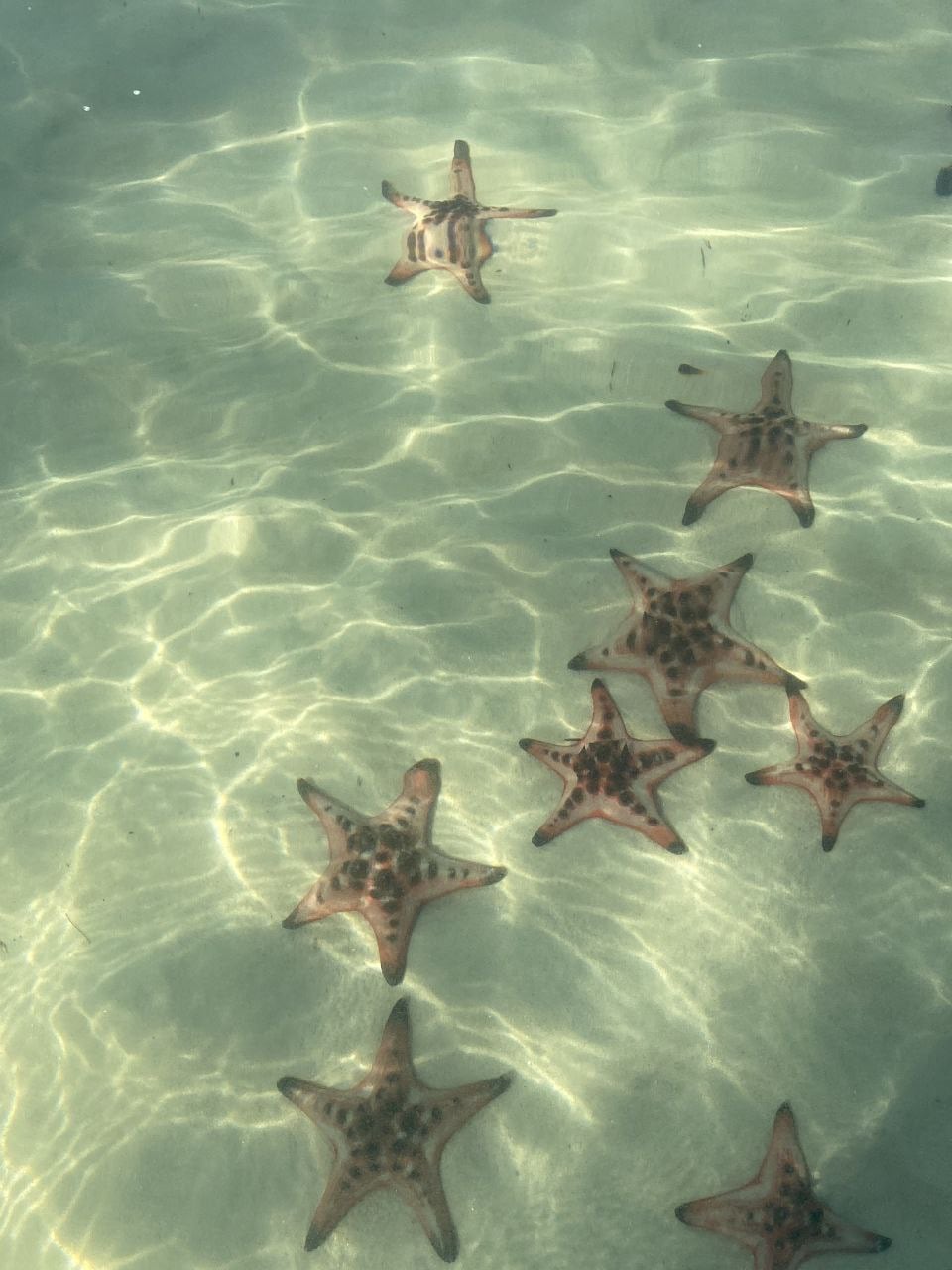 富國島叢林和海洋寶藏（VIP）