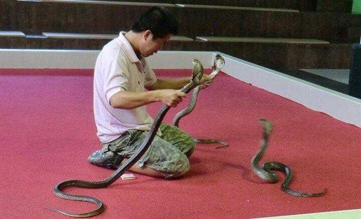 Змеиная деревня и шоу со змеей в Нячанге