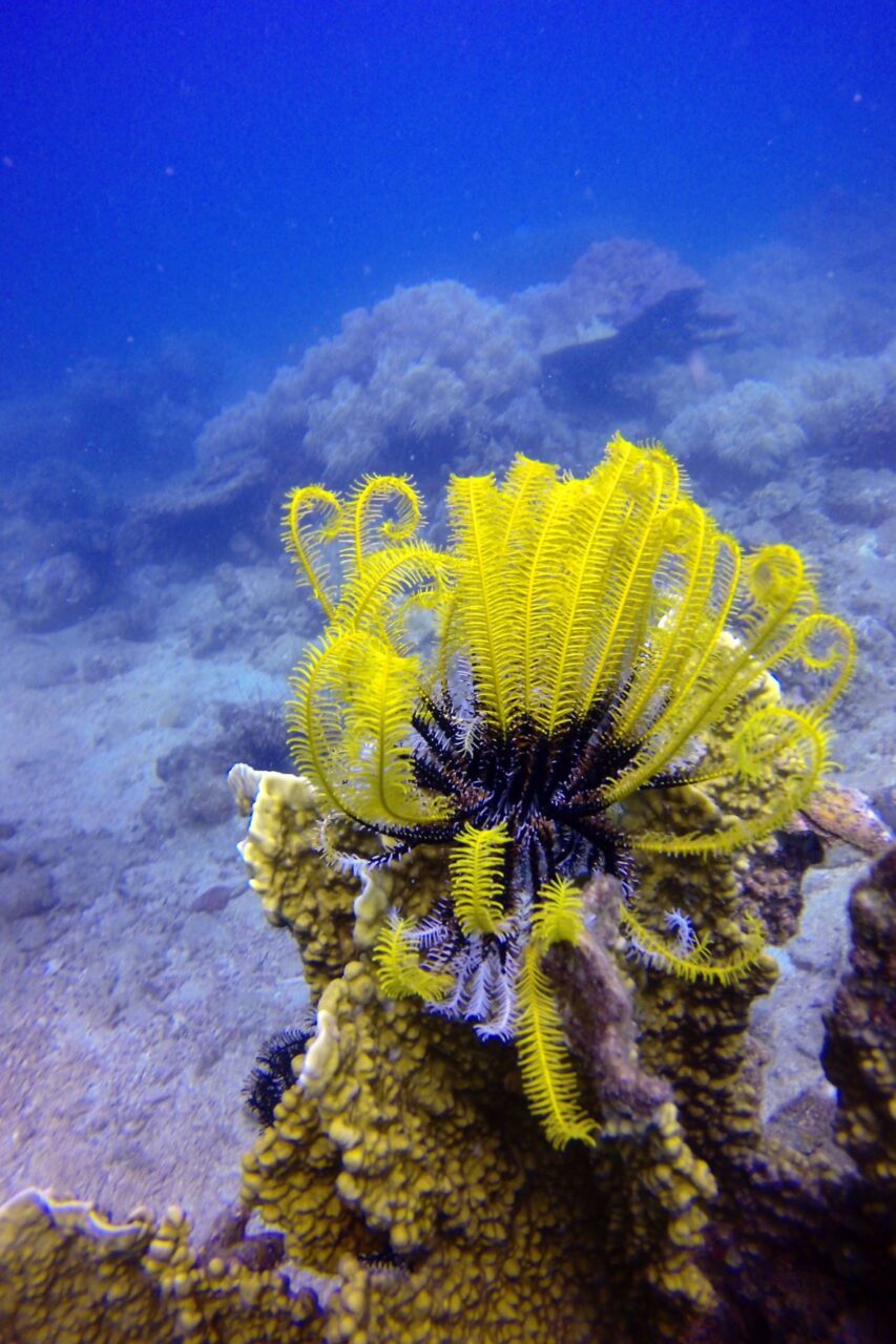 Diving and snorkeling