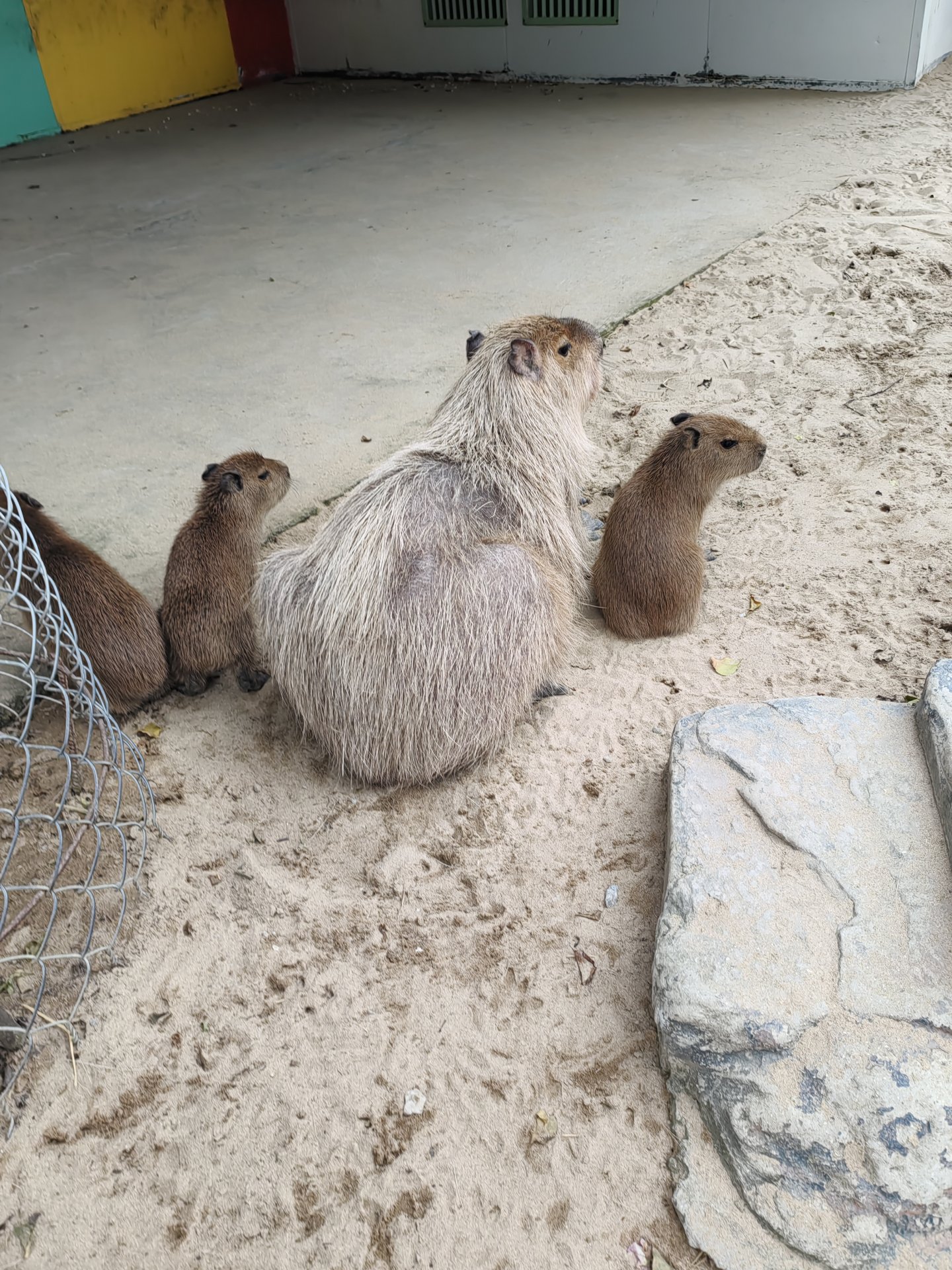 Fanrang with capybaras